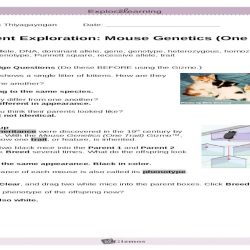 Gizmo mouse genetics answer key