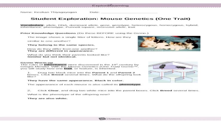 Gizmo mouse genetics answer key