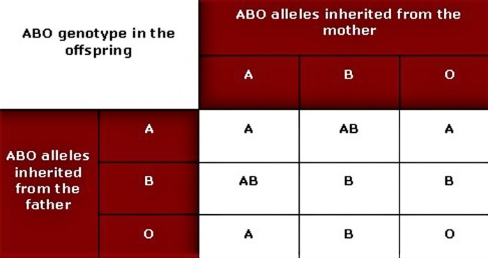 Inheritance of blood types worksheet