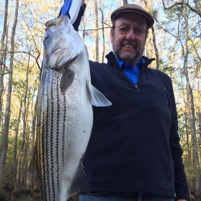 Roanoke river stripers lower hungry fills arrives cold weather when fishing uncommon doing inches rock fish larger long most but