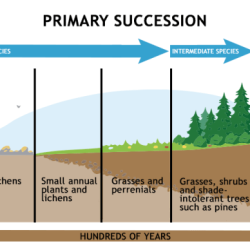 Ecological succession lab answer key pdf