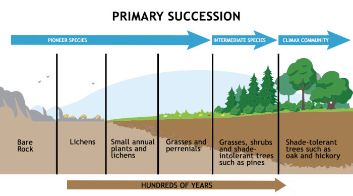 Ecological succession lab answer key pdf