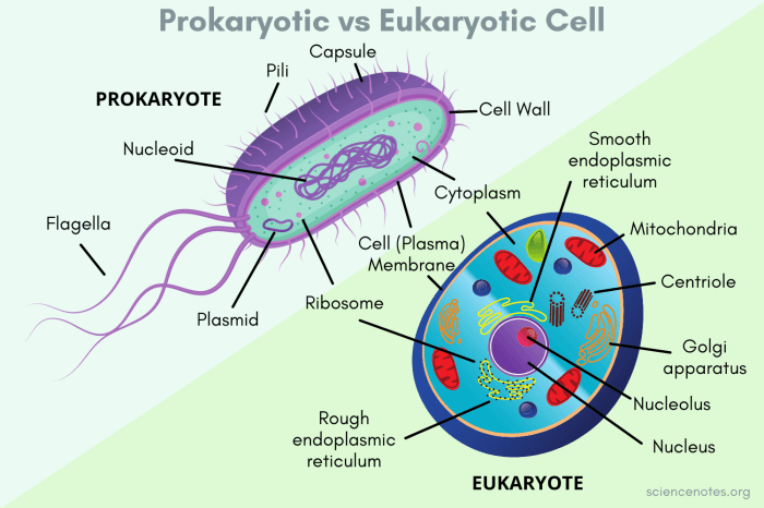 Eukaryotic cells labeling prokaryotic coloringhome excel biology 4freeprintable specific biologycorner physiology