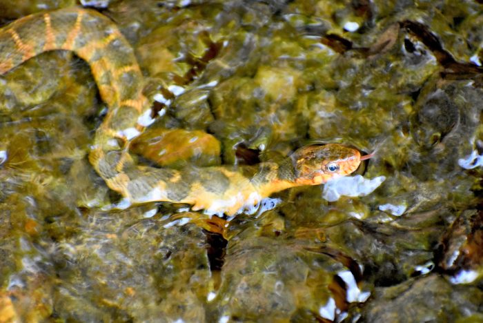 Lower roanoke river wetlands game land