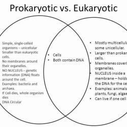 Prokaryotic vs eukaryotic cells worksheet