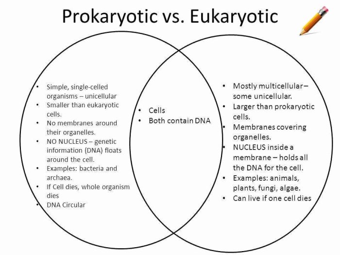 Prokaryotic vs eukaryotic cells worksheet