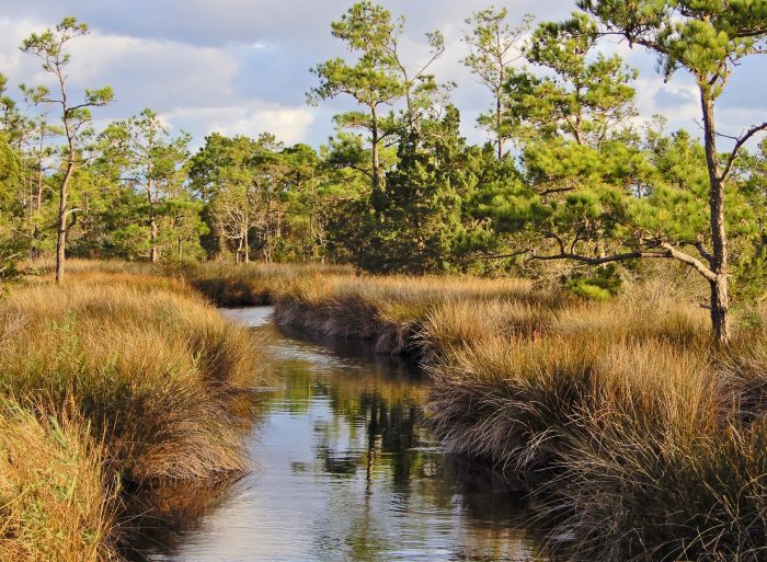 Lower roanoke river wetlands game land