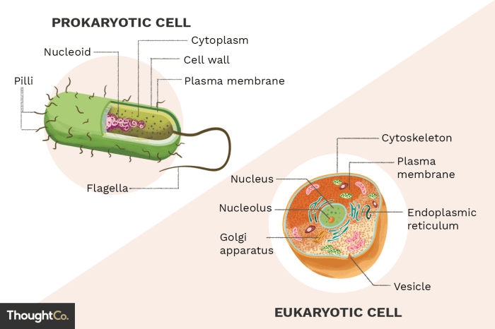 Prokaryotic vs eukaryotic cells worksheet