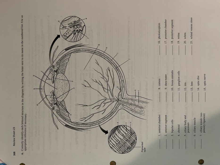 Correctly identify each lettered structure in the diagram