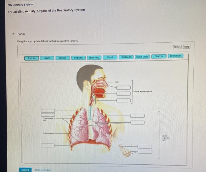 Art-labeling activity: organs of the respiratory system