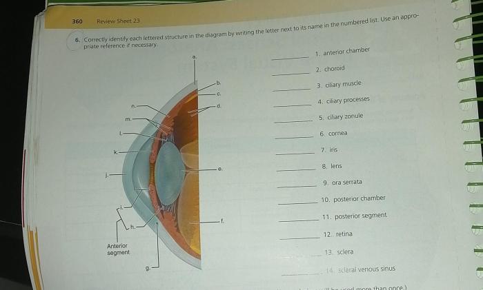 Correctly identify each lettered structure in the diagram