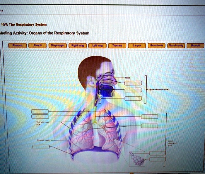 Art-labeling activity: organs of the respiratory system