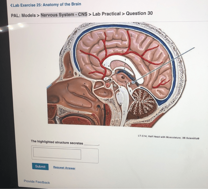 Pal models nervous system cns lab practical question 1