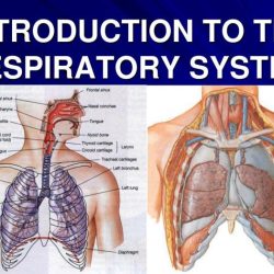 Respiratory system anatomy physiology lungs alveoli nose nurseslabs which bronchi trachea pharynx organs branches smaller larynx include contain their