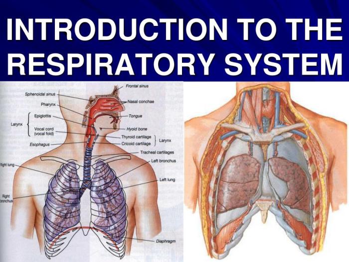 Respiratory system anatomy physiology lungs alveoli nose nurseslabs which bronchi trachea pharynx organs branches smaller larynx include contain their